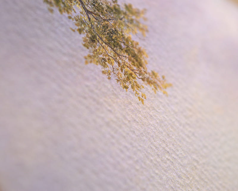 水彩紙板丟勒 (哈內姆勒·阿爾布雷希特·丟勒)  27