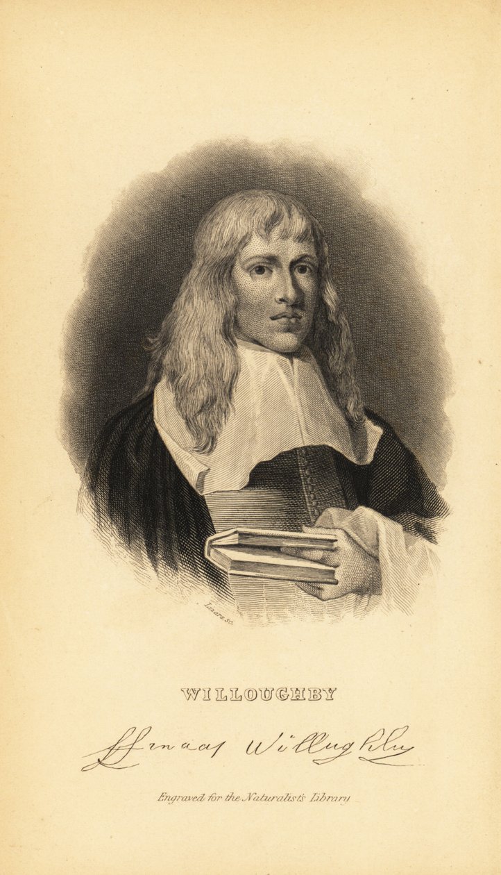 Francis Willughby或Willoughby，英国鸟类学家和鱼类学家，1635-1672 作者 不明