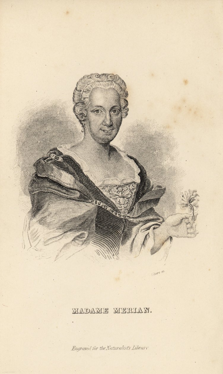 Merian夫人或Maria Sybilla Merian，德国博物学家，昆虫学家和科学插画家，1647-1717 作者 不明