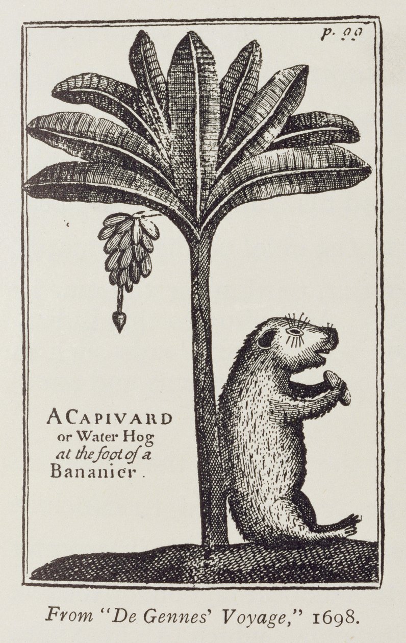 位于Bananier脚下的Capivard或Water Hog，从de Gennes的“航行到麦哲伦海峡”，由Sieber Froger，1698年，来自&39;The Rivernce of the River Plate&39;，Vol。我，由WH Koebel，1914年 作者 美国学校