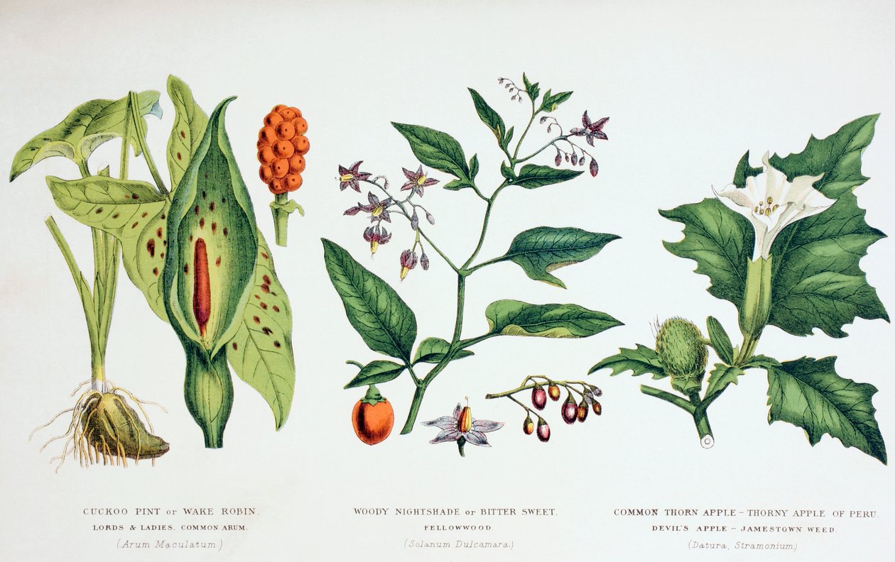 常见的有毒植物，1889年（彩色雕刻） 作者 英语学校