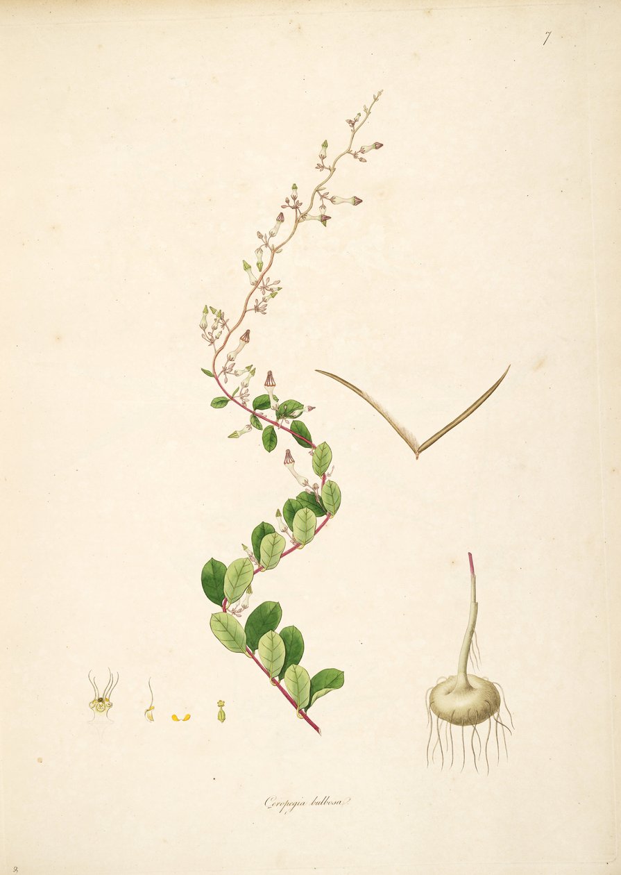 Ceropegia bulbosa，夹竹桃科，Asclepiadoideae的例证 作者 匿名者