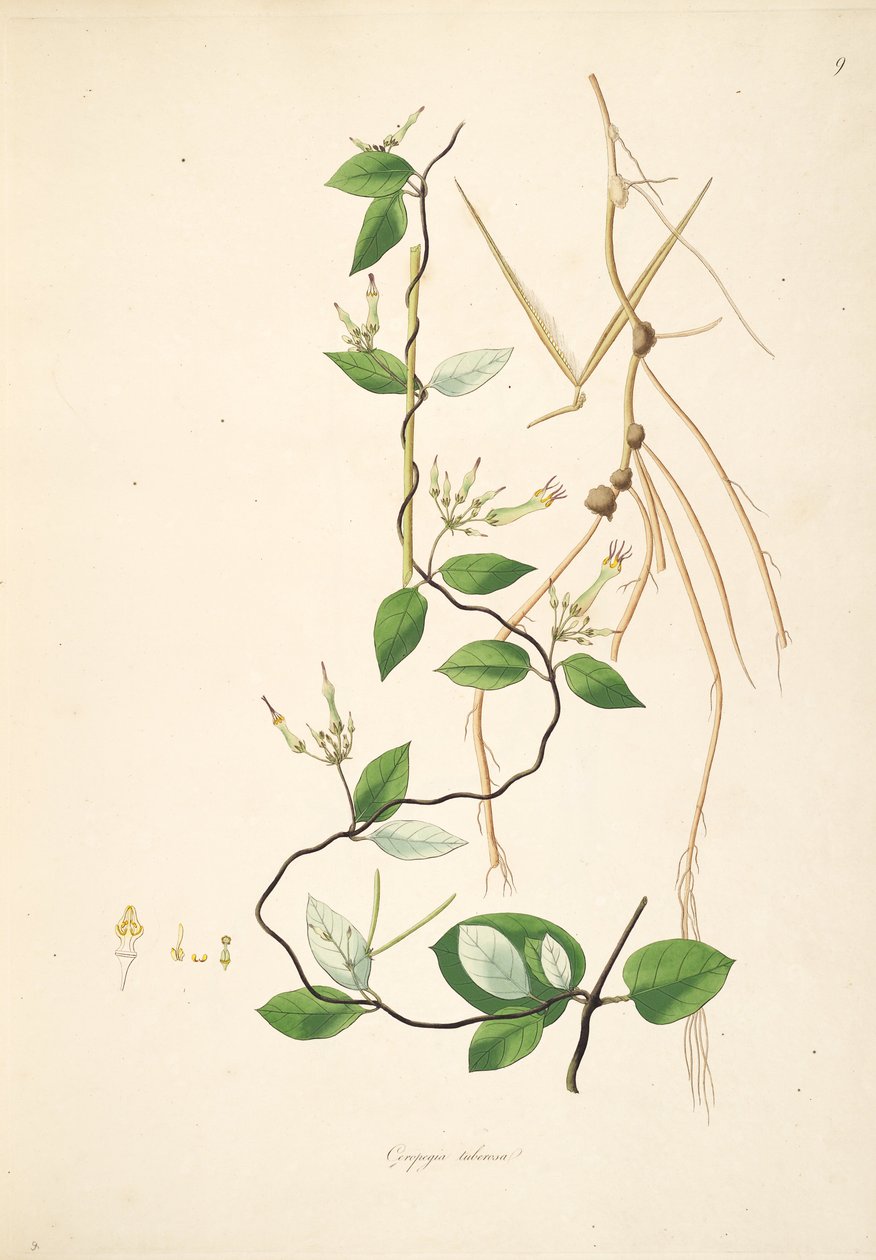 Ceropegia tuberosa（= Ceropegia candelabrum subsp.tuberosa），夹竹桃科，Asclepiadoideae的插图 作者 匿名者