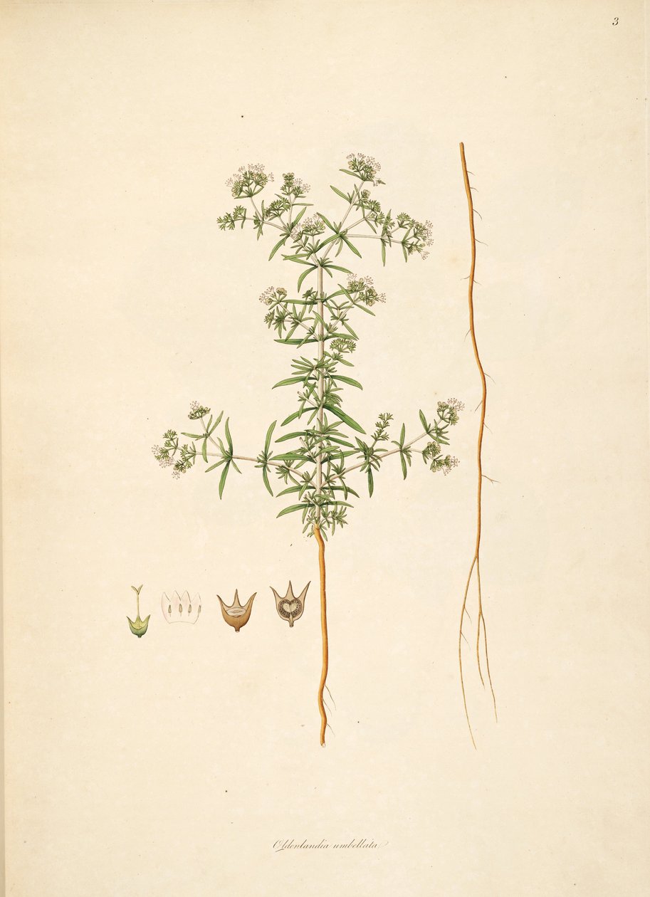 Oldenlandia umbellata，茜草科的例证 作者 匿名者