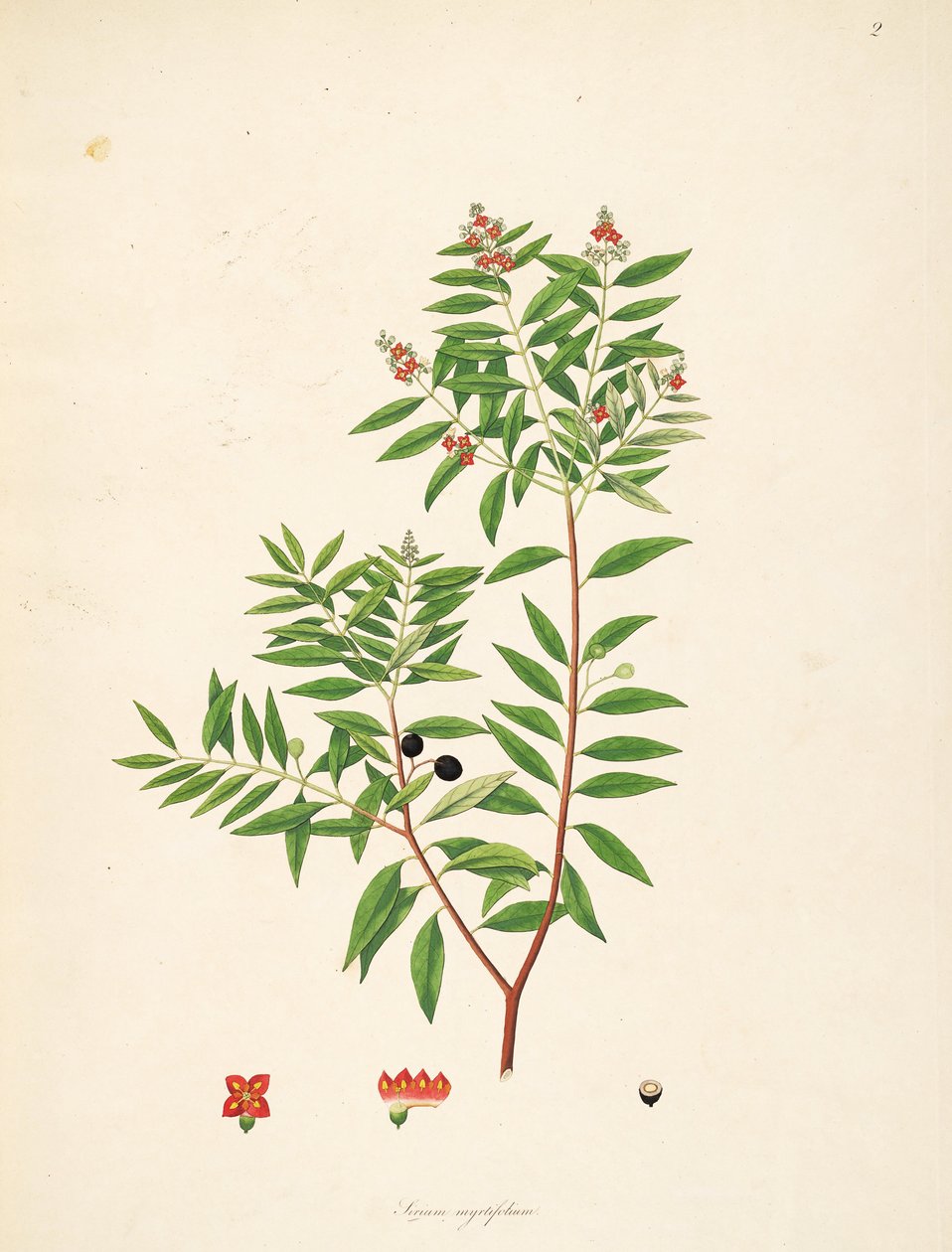 Sirium myrtifolium（= Santalum专辑），Santalaceae的例证 作者 匿名者