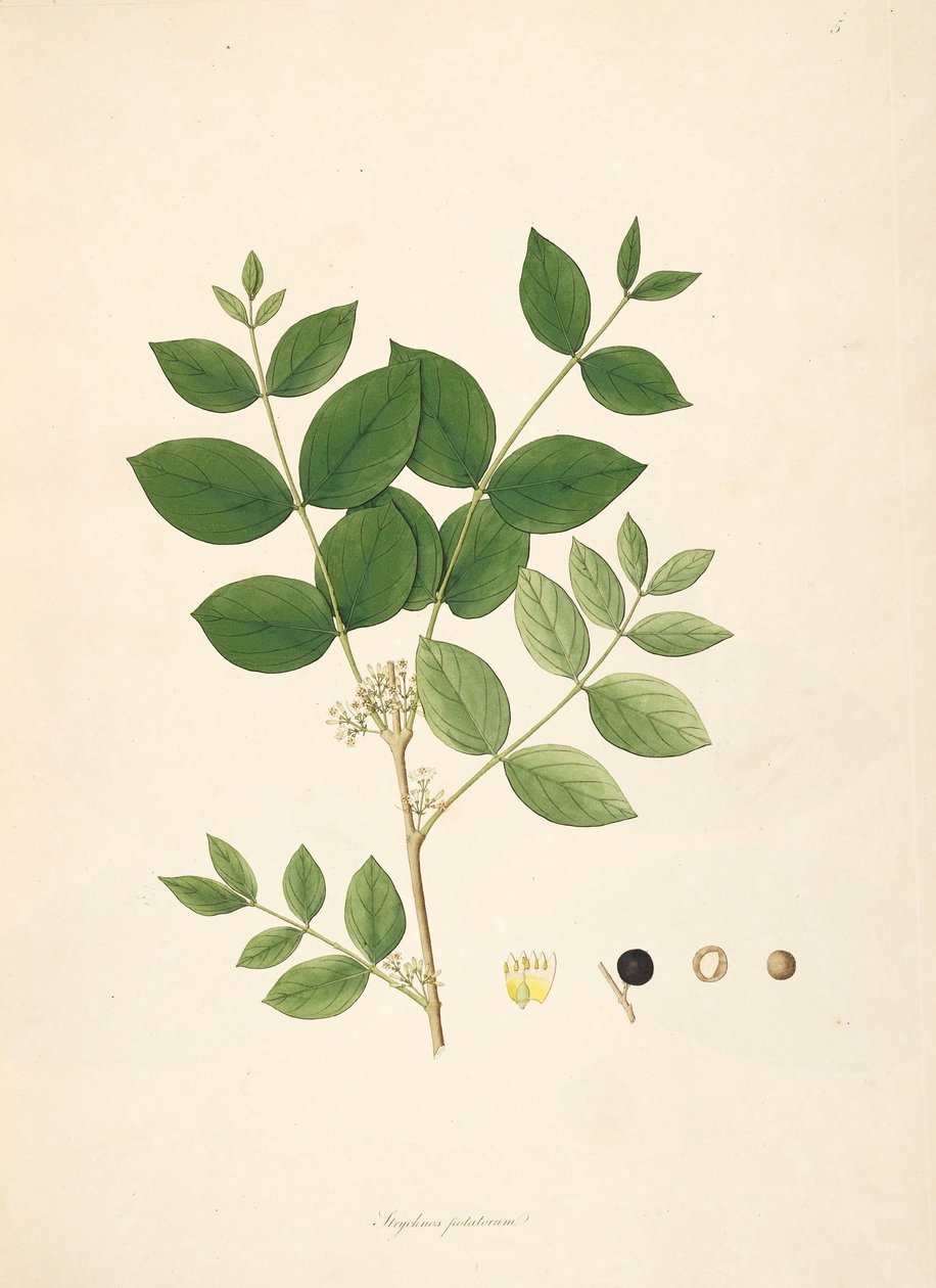 Strychnos potatorum，Loganiaceae的例证 作者 匿名者