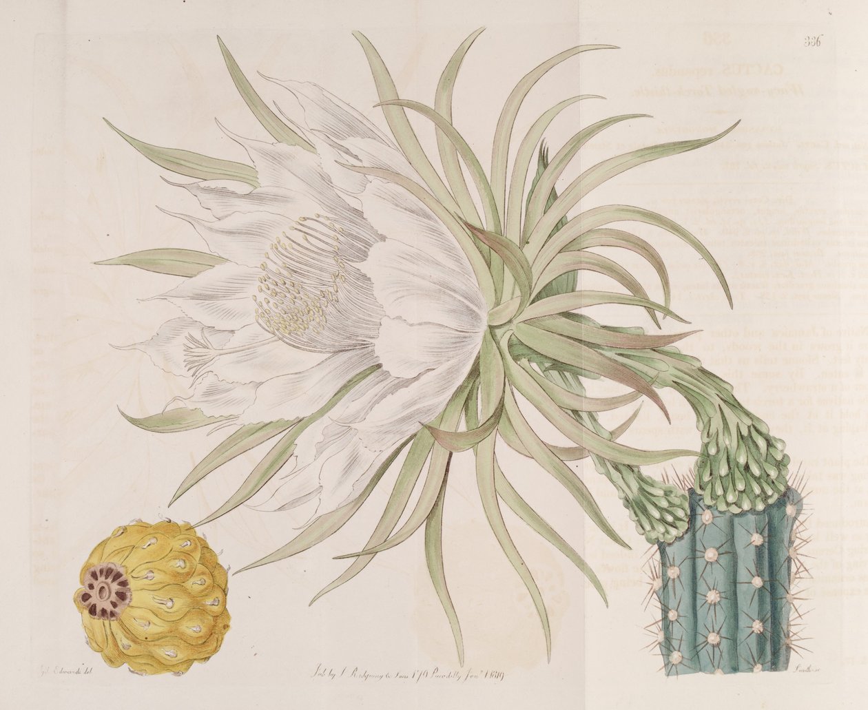 Harrisia gracilis 作者 爱德华兹