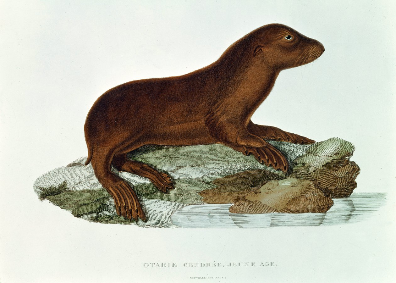 婴儿澳大利亚海狮（neophoca cinerea）插图来自&39;Corvette l&39;Astrolabe航行期间1826年至29年&39;由Jules Seabstien Cesar Dumont d&39;Urville（1790-1842）1830-35 作者 法语学校