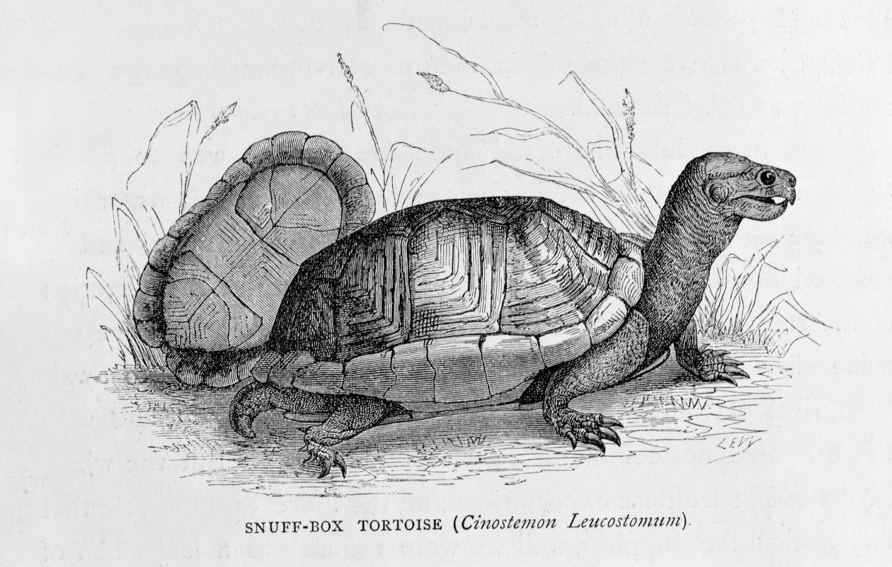 Snuff-box Tortoise（Cinostemon Leucostomum），来自&39;新世界的古城&39;，由Claude-Joseph-Desire Charnay，酒吧。 1887年（雕刻） 作者 法语学校