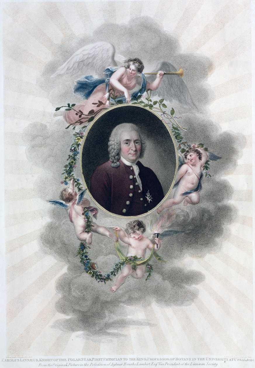 Carolus Linnaeus（1707-78），极地之星骑士，国王第一医师，Upsal大学植物学教授，由Francesco Bartolozzi（1727-1815）雕刻，出版于1806年（颜色 作者 霍尔曼