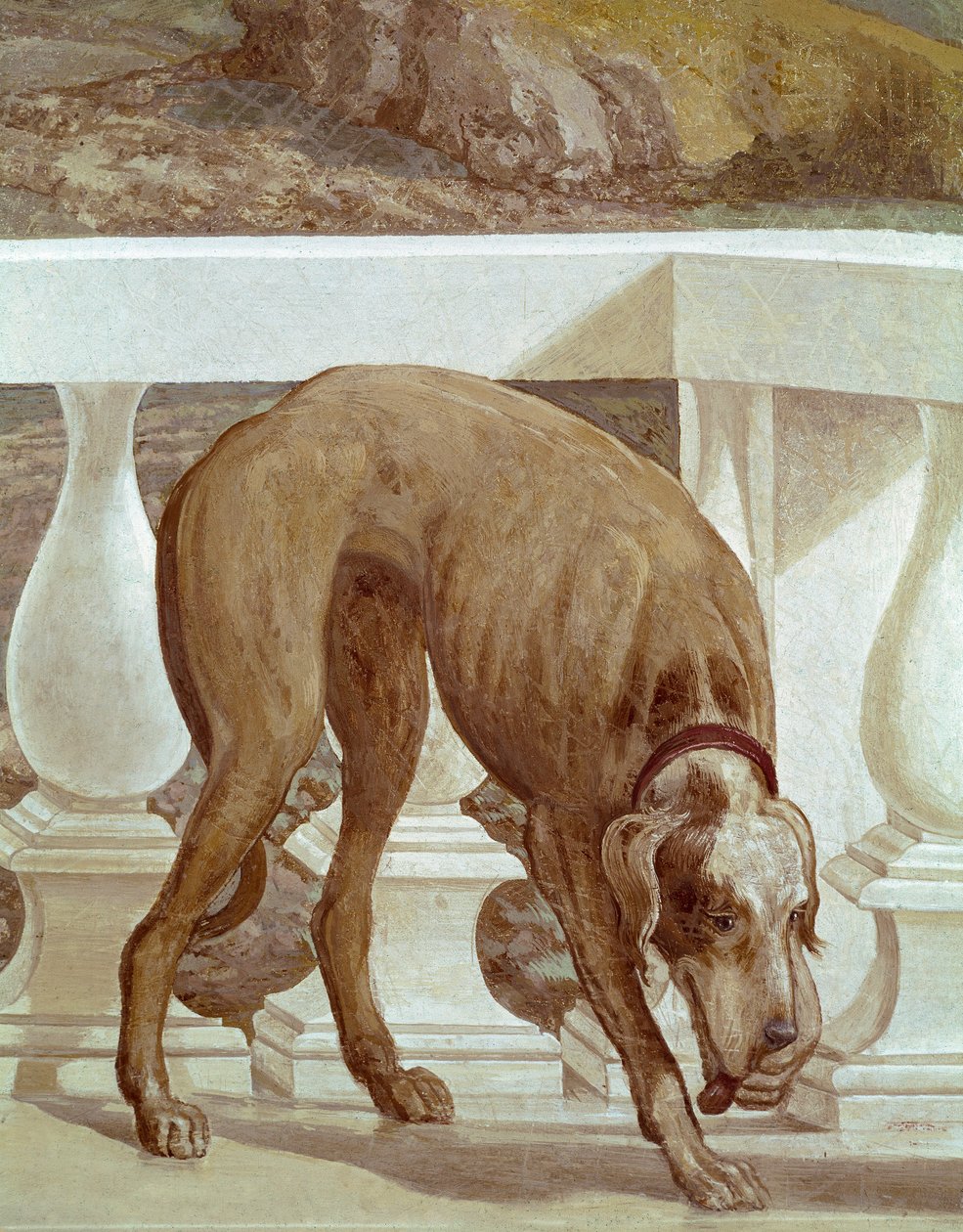 阳台上的狗。 新鲜的细节。 Paolo Caliari 的画作 Paolo Veronese (1528-1588)，大约 1561 年。 Fresco Maser (Treviso)，Villa Barbaro，Bacchus 房间 作者 委罗内塞