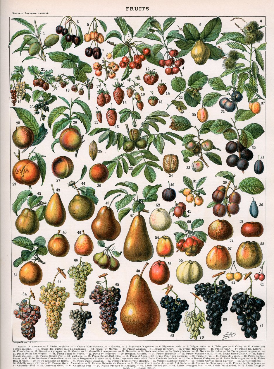 水果品种插图，约1905-10（彩色平版印刷）。 作者 （之后）Alillot
