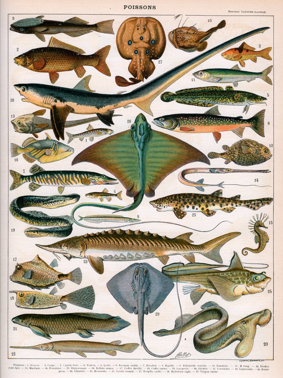 海洋鱼插图，约1905-10年（彩色平版印刷）。 作者 （之后）Alillot