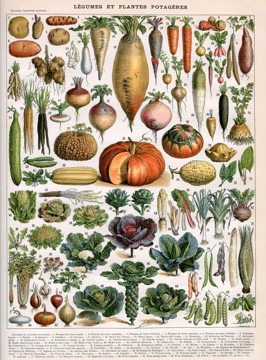 蔬菜品种插图，约1905-10（彩色平版印刷）。 作者 （之后）Alillot