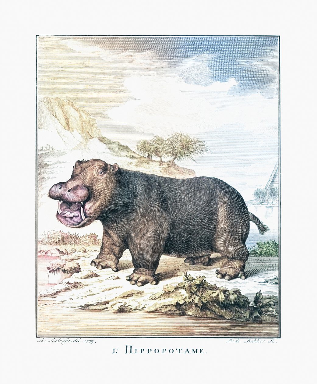 河马（Hippopotamus amphibius） 作者 （之后）荷兰学校