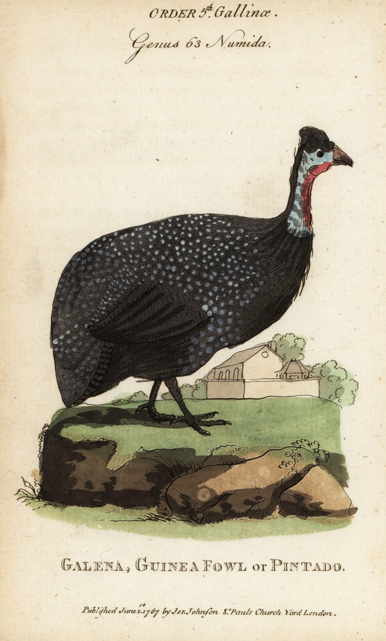 Helmeted guineafowl, Numida meleagris 作者 （之后）英语学校