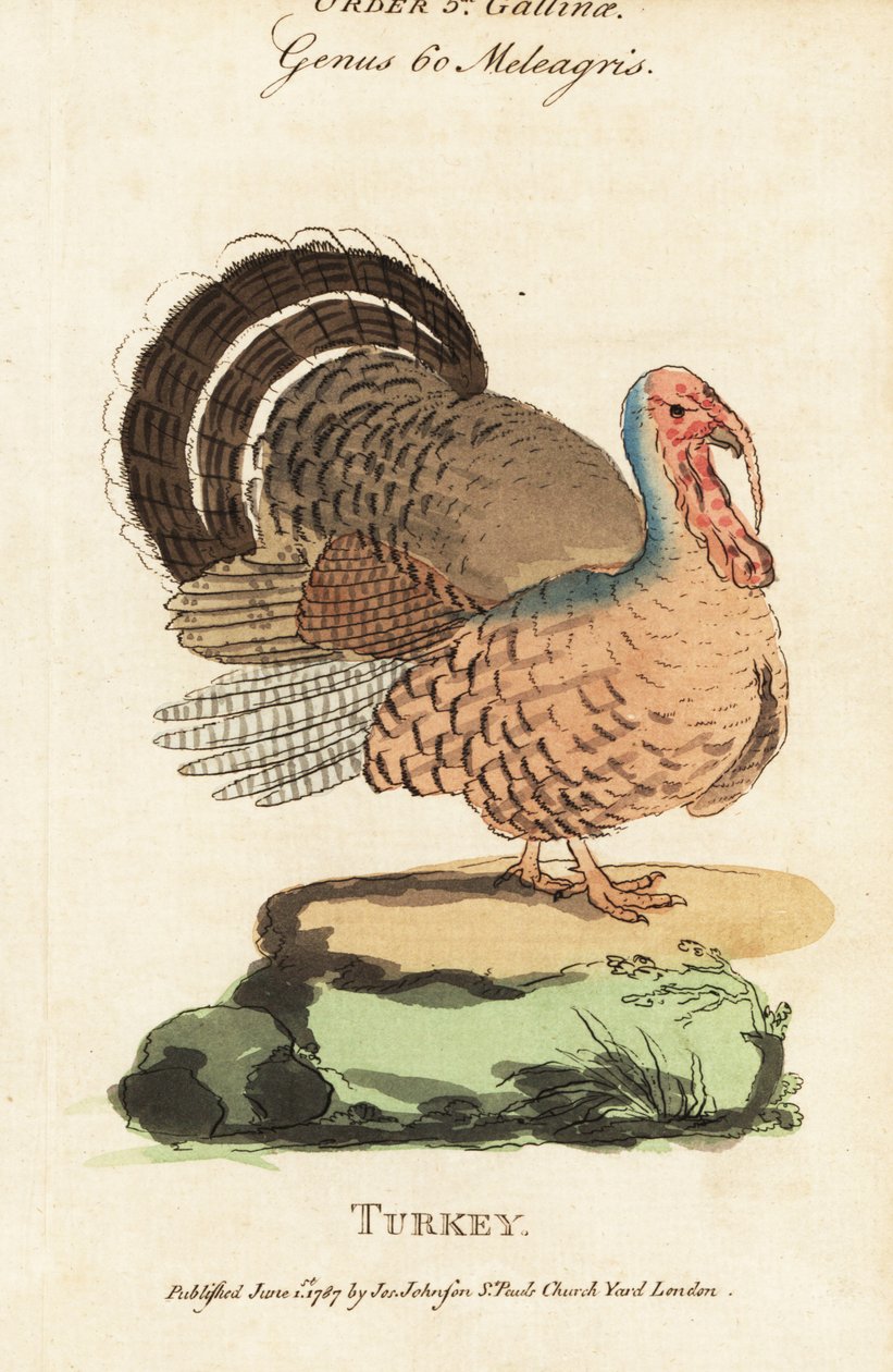 Turkey, Meleagris gallopavo 作者 （之后）英语学校