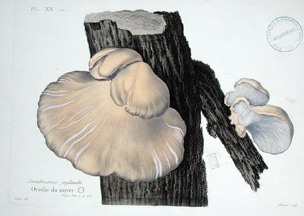 Dendrosarcos juglandis，板块20来自J.H. Leveille的