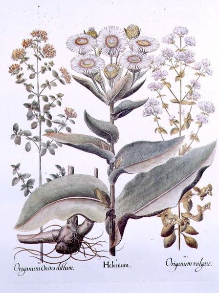 Helenium和Origanum 作者 （之后）德国学校
