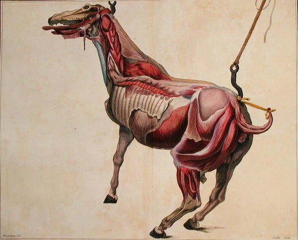 剥皮马，出自菲利普-艾蒂安-拉福斯（Philippe-Etienne Lafosse）（1738-1820）的《西医课程或完整的动物医学教程》，由Juillet刻制。 作者 （后）哈吉尼尔