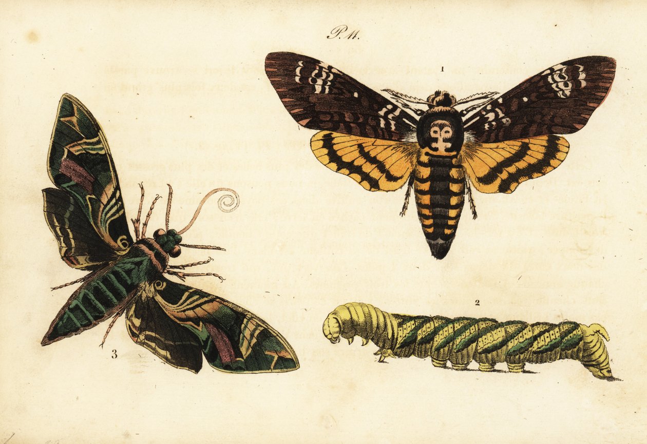 非洲人死于天蛾和幼虫，Acherontia atropos 1,2和夹竹桃鹰蛾，Daphnis nerii 3 作者 不明