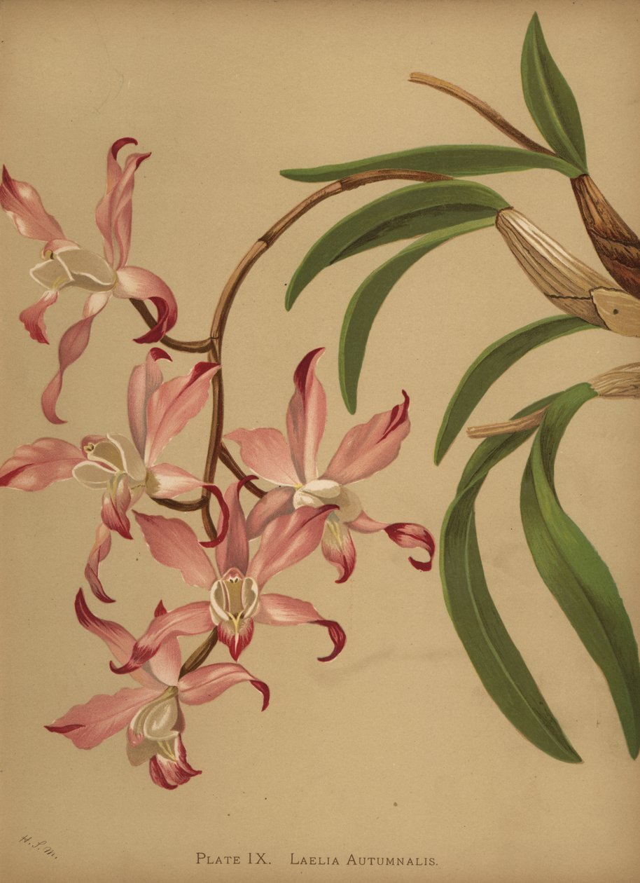 秋天laelia兰花，Laelia autumnalis 作者 不明