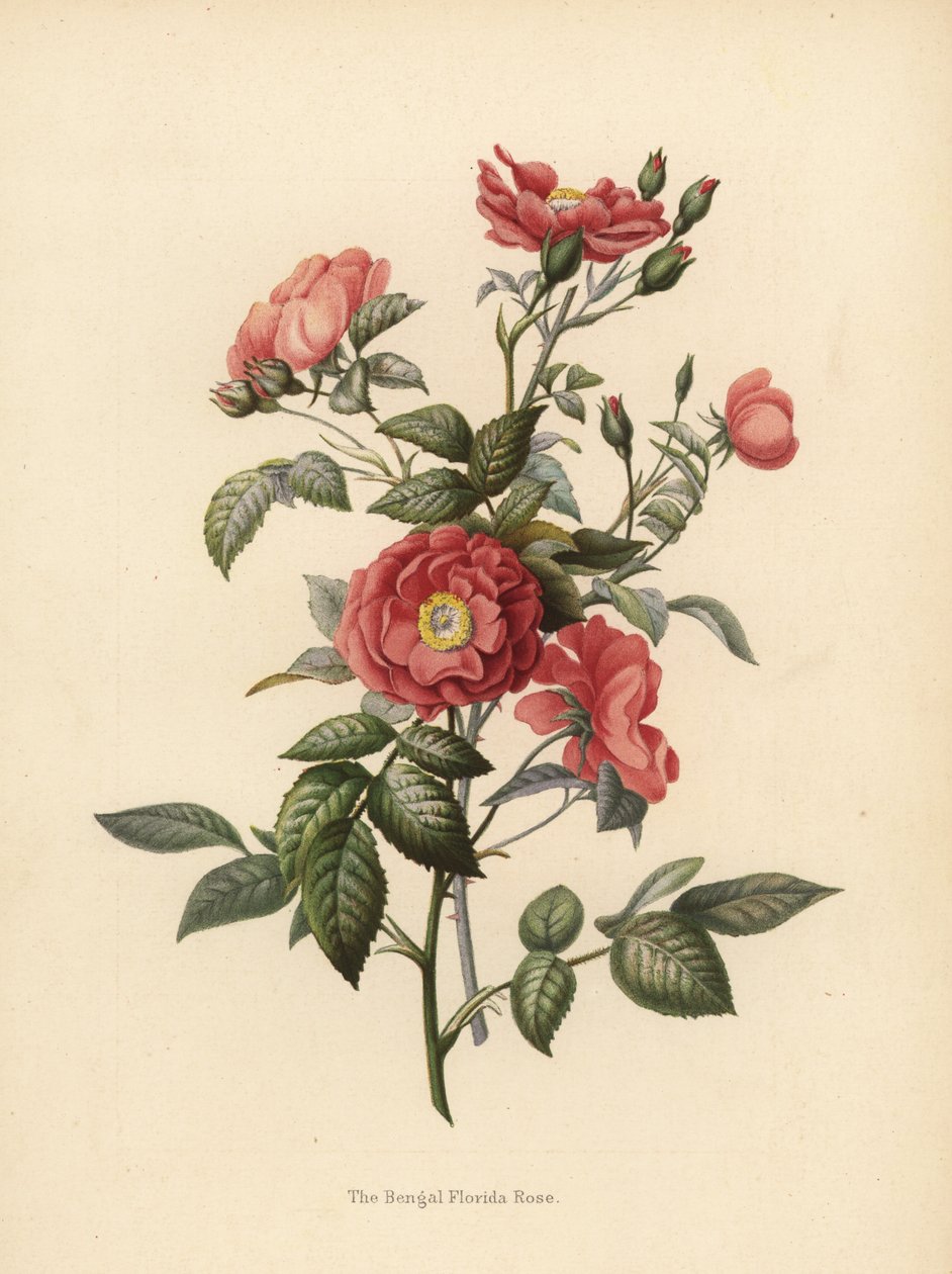 孟加拉佛罗里达玫瑰，Rosa chinensis（Rosa bengalensis） 作者 不明