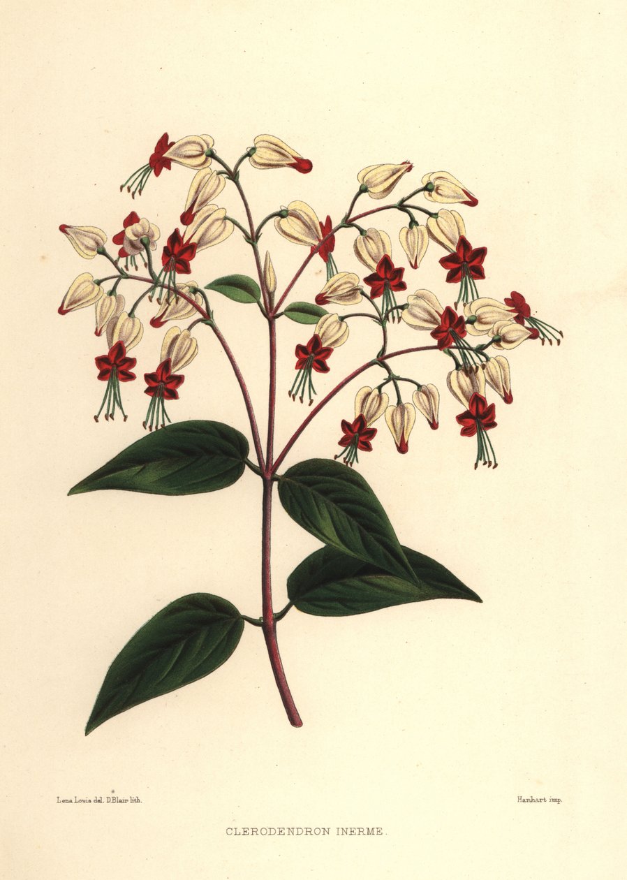 流血的荣耀凉亭或美丽的灌木，Clerodendrum thomsoniae（Clerodendron inerme，Clerodendron thomsones） 作者 不明