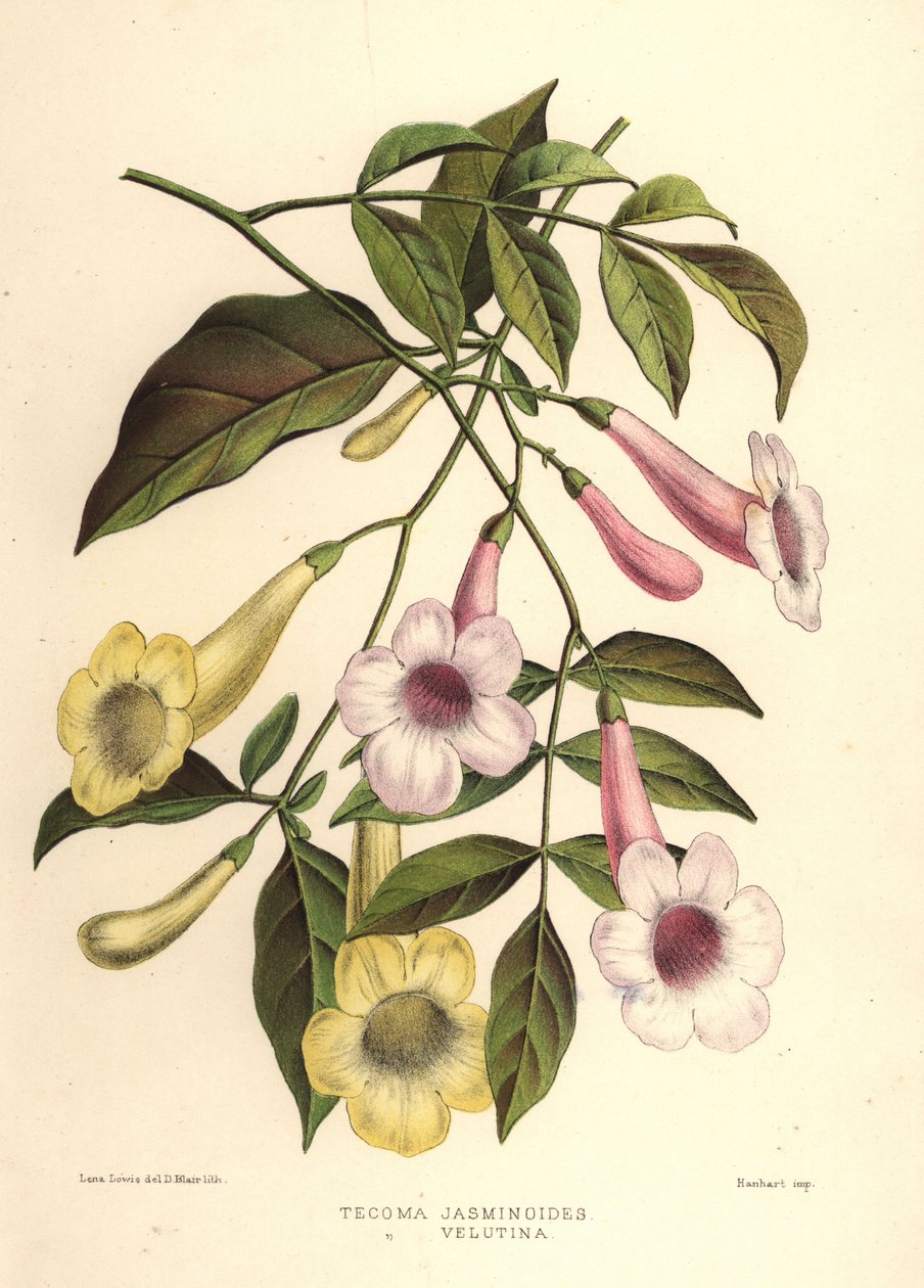 美容凉亭，Pandorea jasminoides（Tecoma jasminoides）和黄色trumpetbush，Tecoma stans（Tecoma velutina） 作者 不明