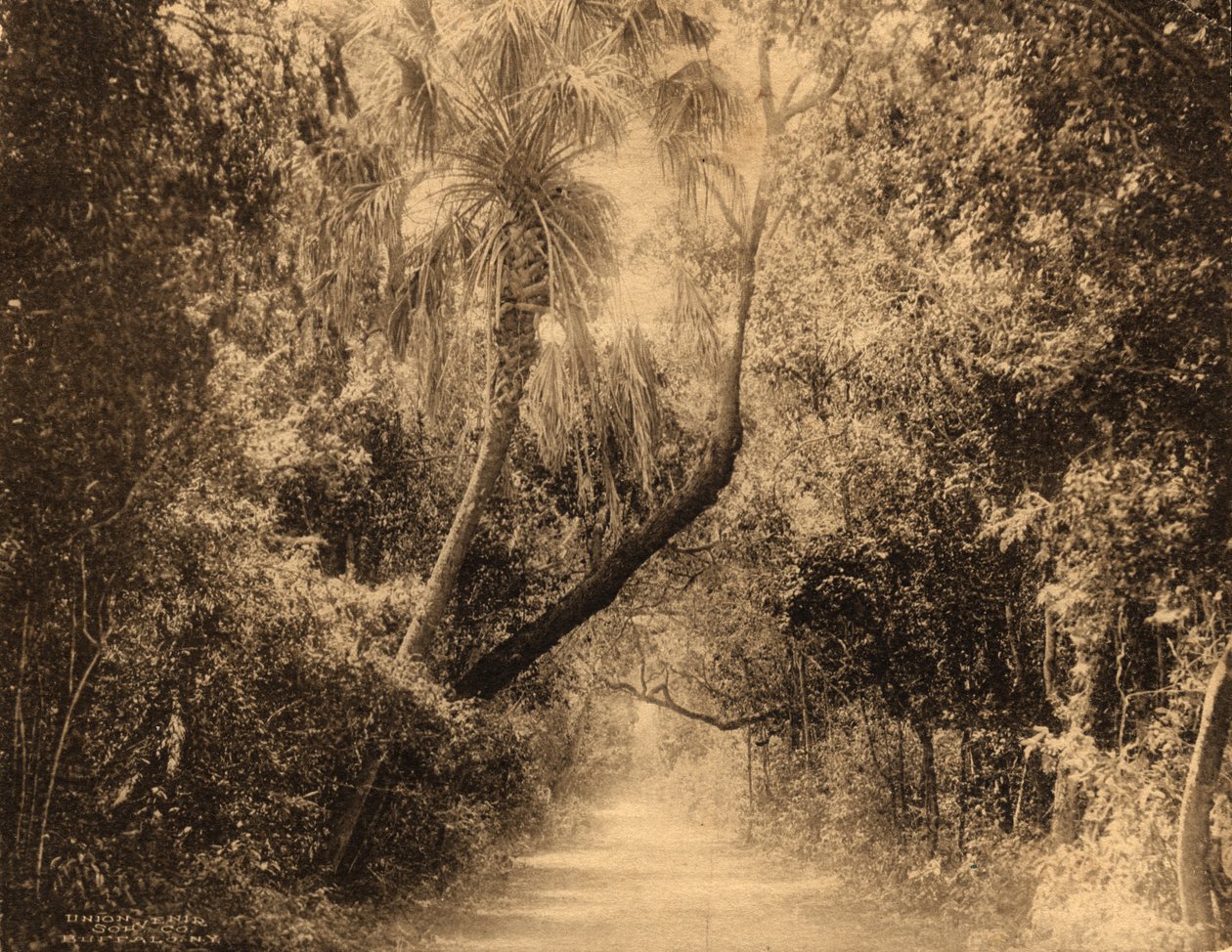 Brickell Hammock，佛罗里达州，c.1910 作者 不明