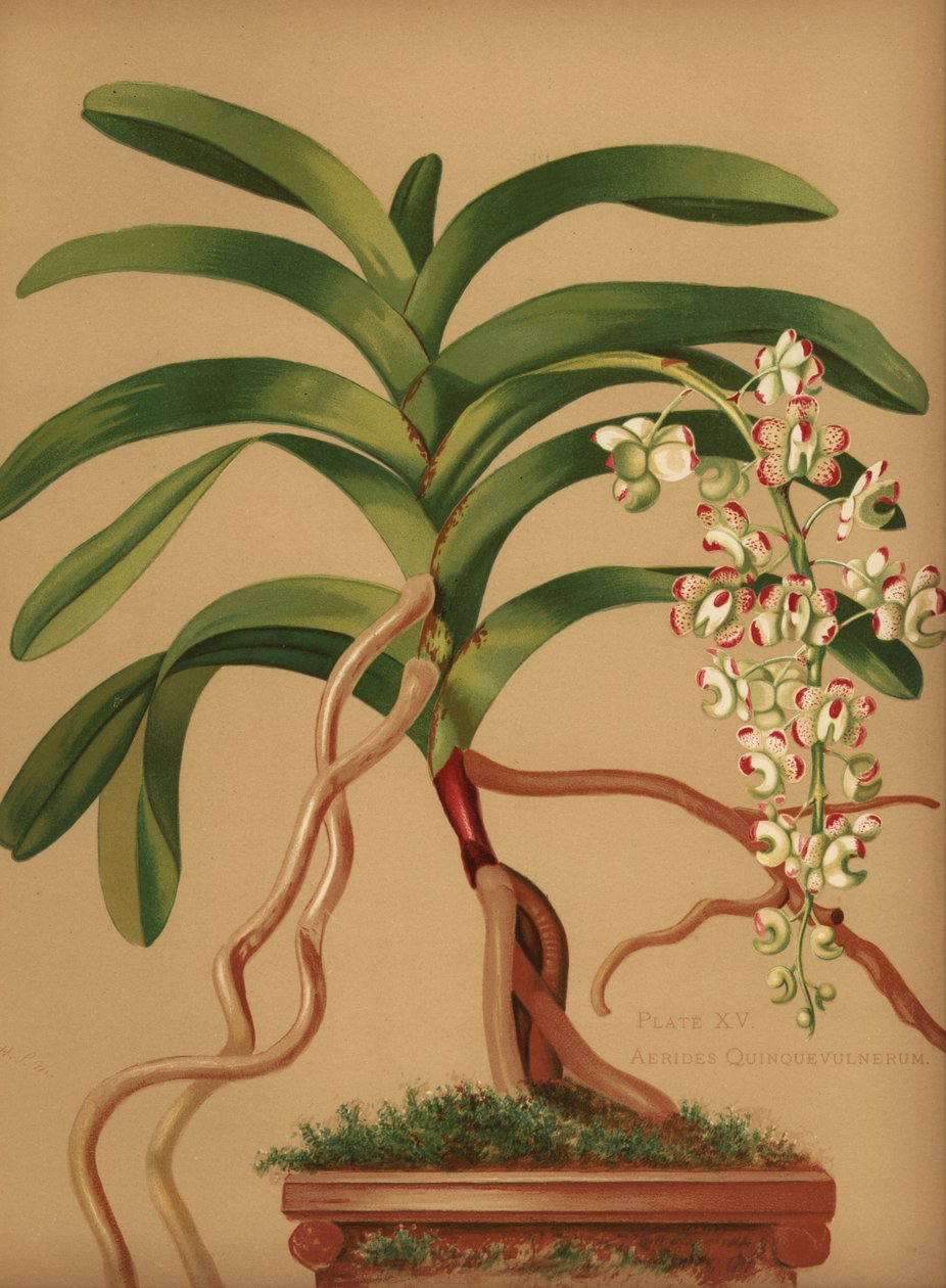 猫尾巴或狐狸刷兰花，Aerides quinquevulnera 作者 不明