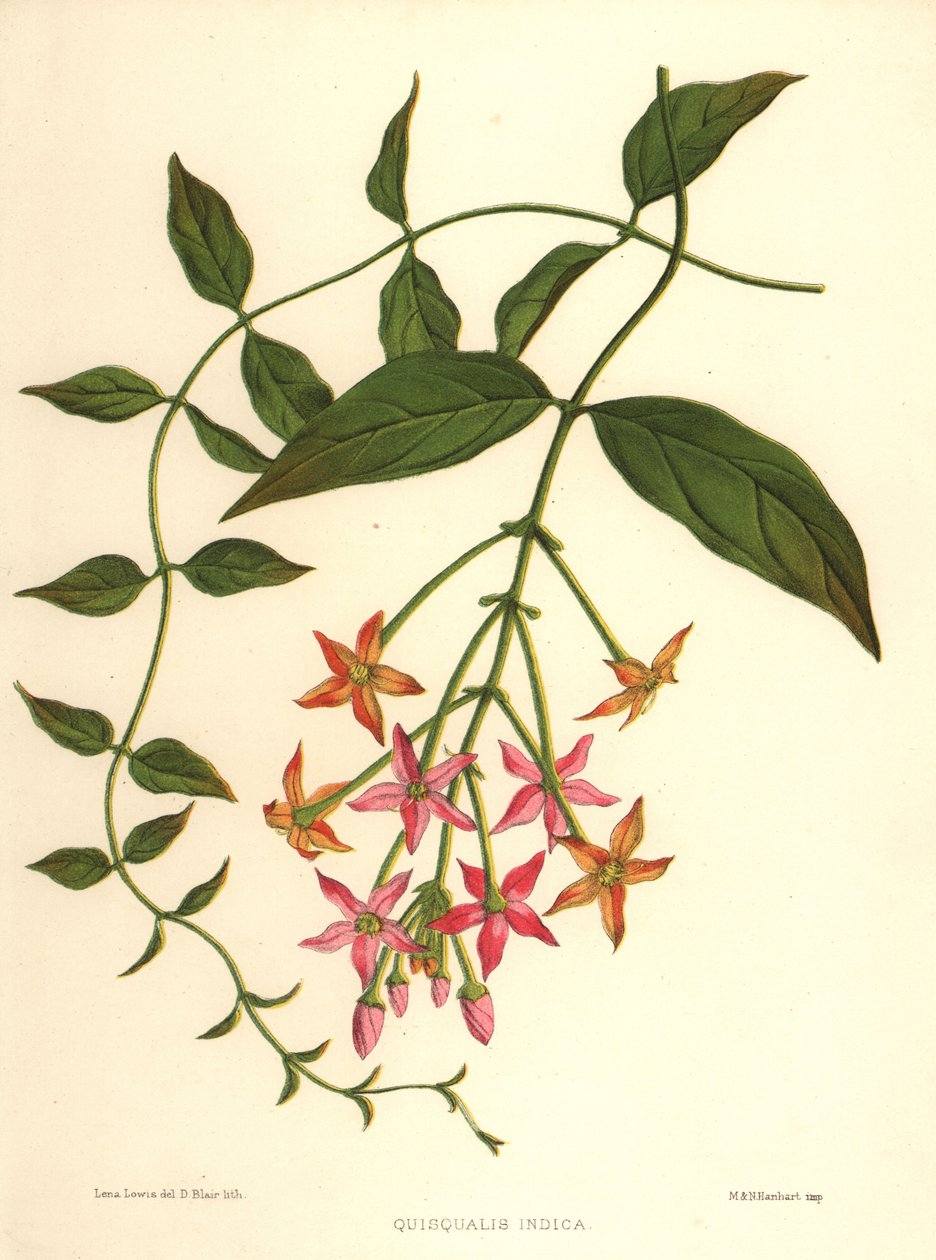 中国金银花或仰光爬山虎，Combretum indicum（Quisqualis indica） 作者 不明