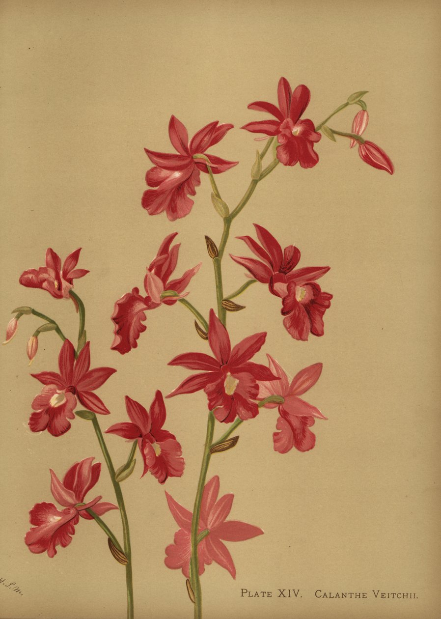 圣诞节兰花杂种，Calanthe x veitchii 作者 不明