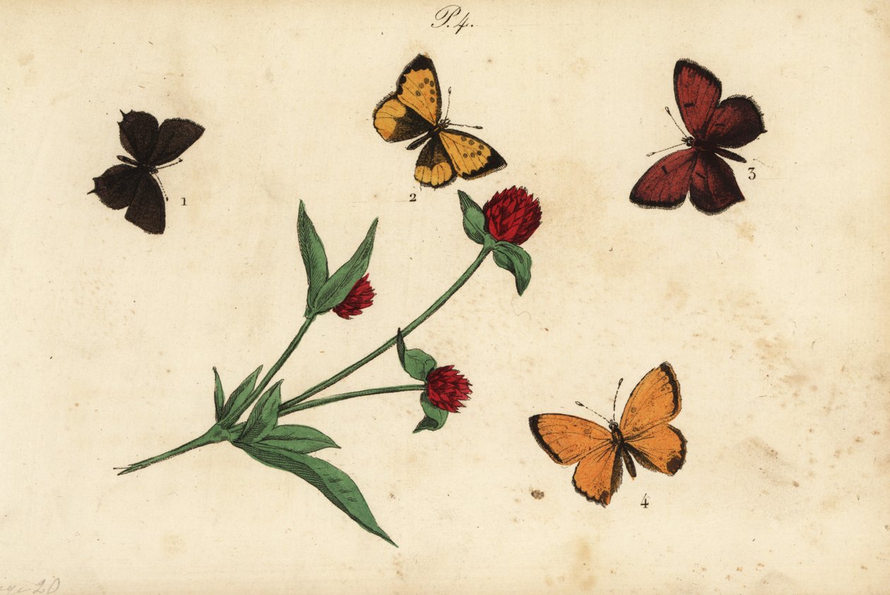 常见的金合欢蓝，Polyommatus icarus 1，普罗旺斯hairstreak，Tomares ballus 2，紫边铜，Lycaena hippothoe 3和稀有铜，Lycaena virgaureae 4 作者 不明