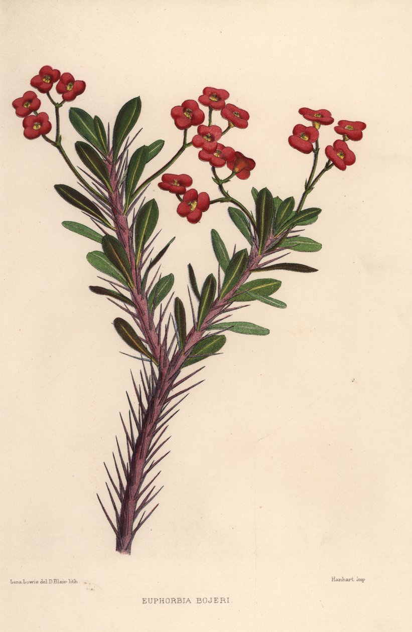 大荆棘，大戟milii（Euphorbia bojeri） 作者 不明