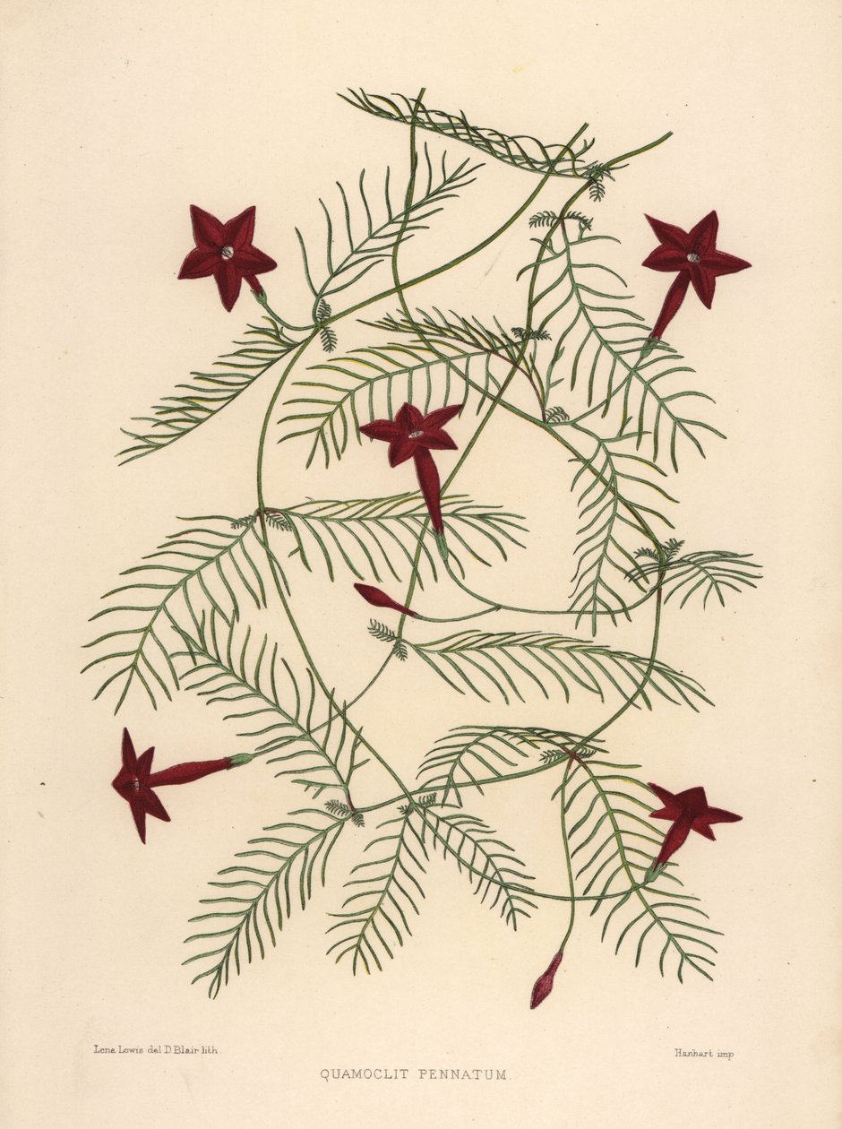 柏树藤或cypressvine牵牛花，Ipomoea quamoclit（Quamoclit pennatum） 作者 不明
