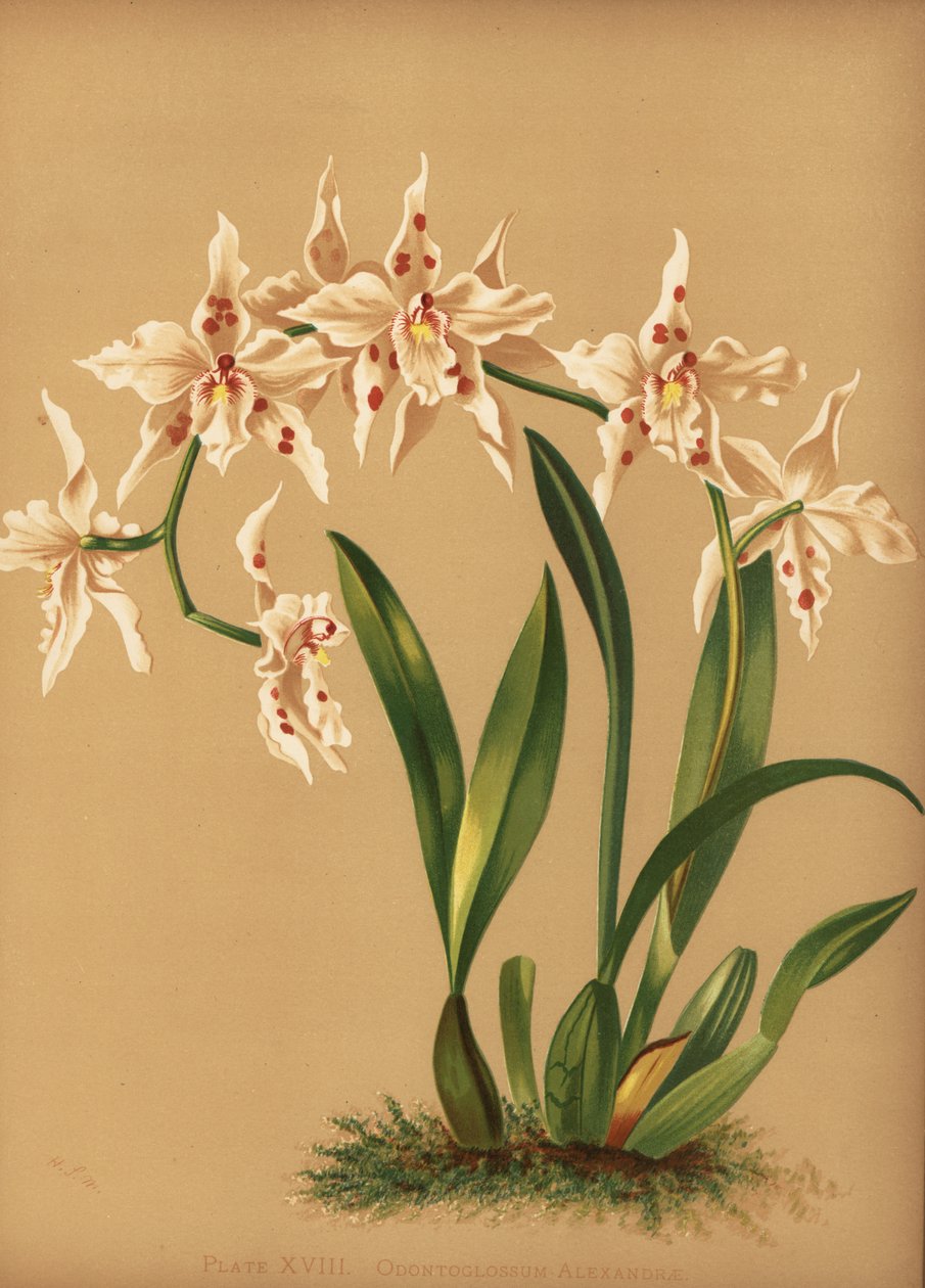 跳舞女士兰花，Oncidium alexandrae（Odontoglossum alexandrae） 作者 不明