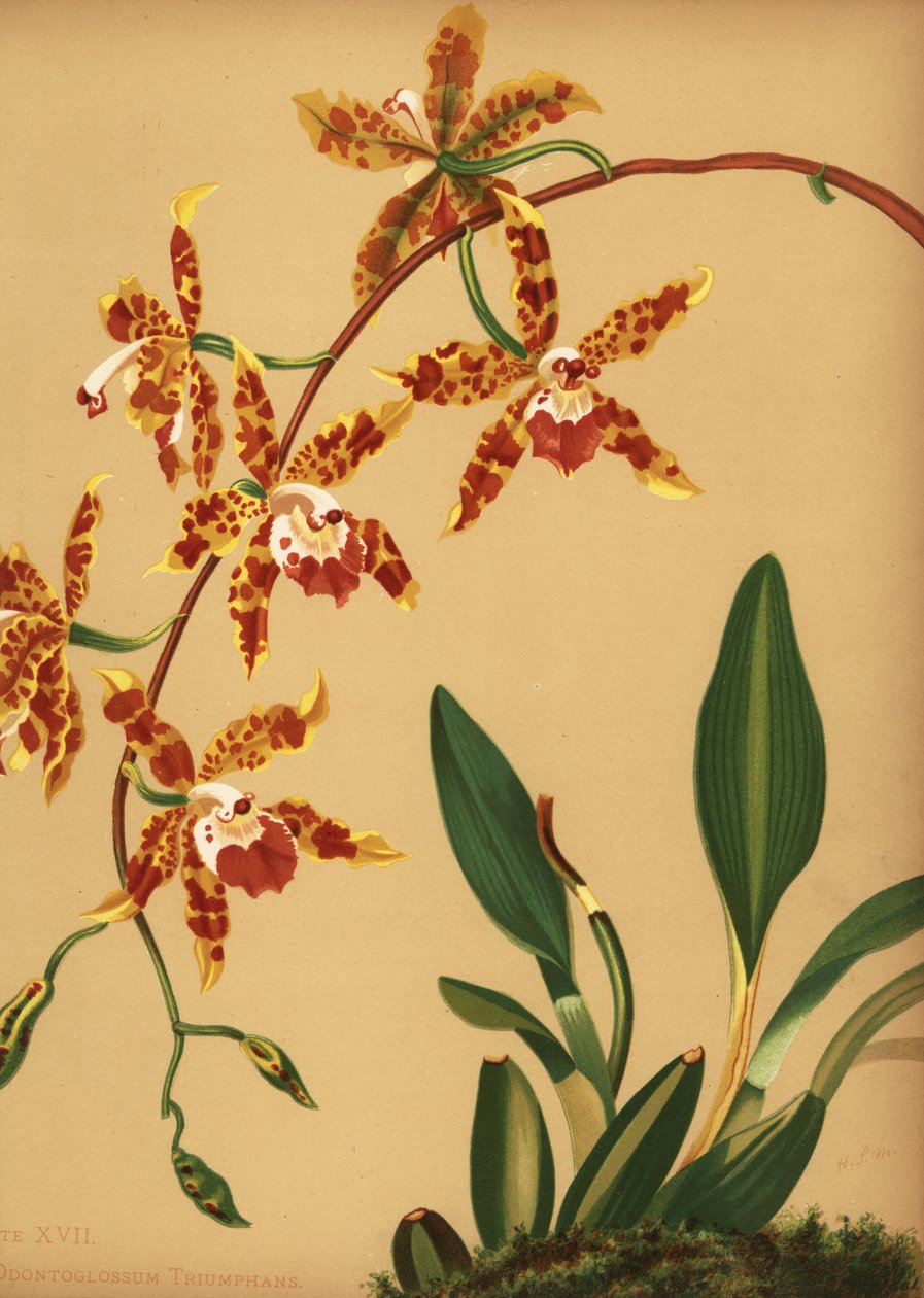 跳舞夫人兰花，板高度（文心triumphans） 作者 不明
