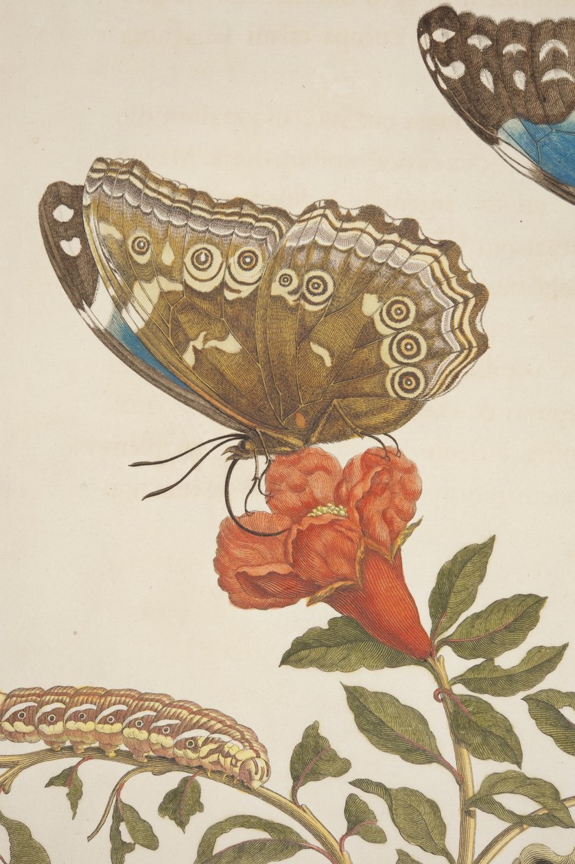 板材IX的细节从变形Insectorum Surinamensium由玛丽亚Sibylla Merian，1705 作者 不明