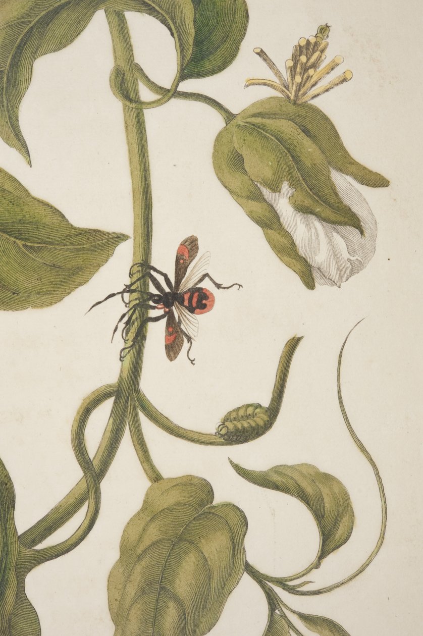 板块XXI的细节从变形Insectorum Surinamensium由玛丽亚Sibylla Merian，1705 作者 不明