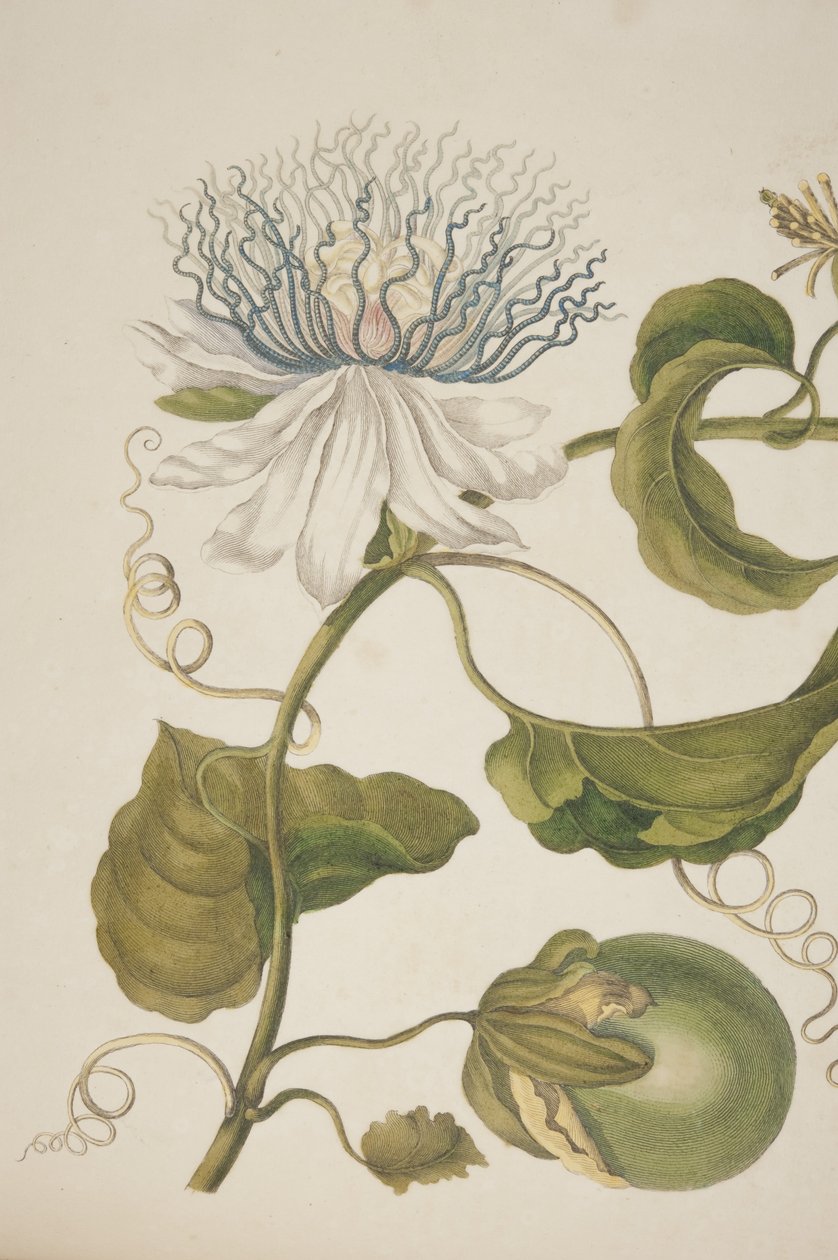 板块XXI的细节从变形Insectorum Surinamensium由玛丽亚Sibylla Merian，1705 作者 不明