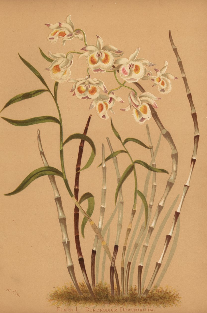石斛兰属兰花，Dendrobium devonianum 作者 不明