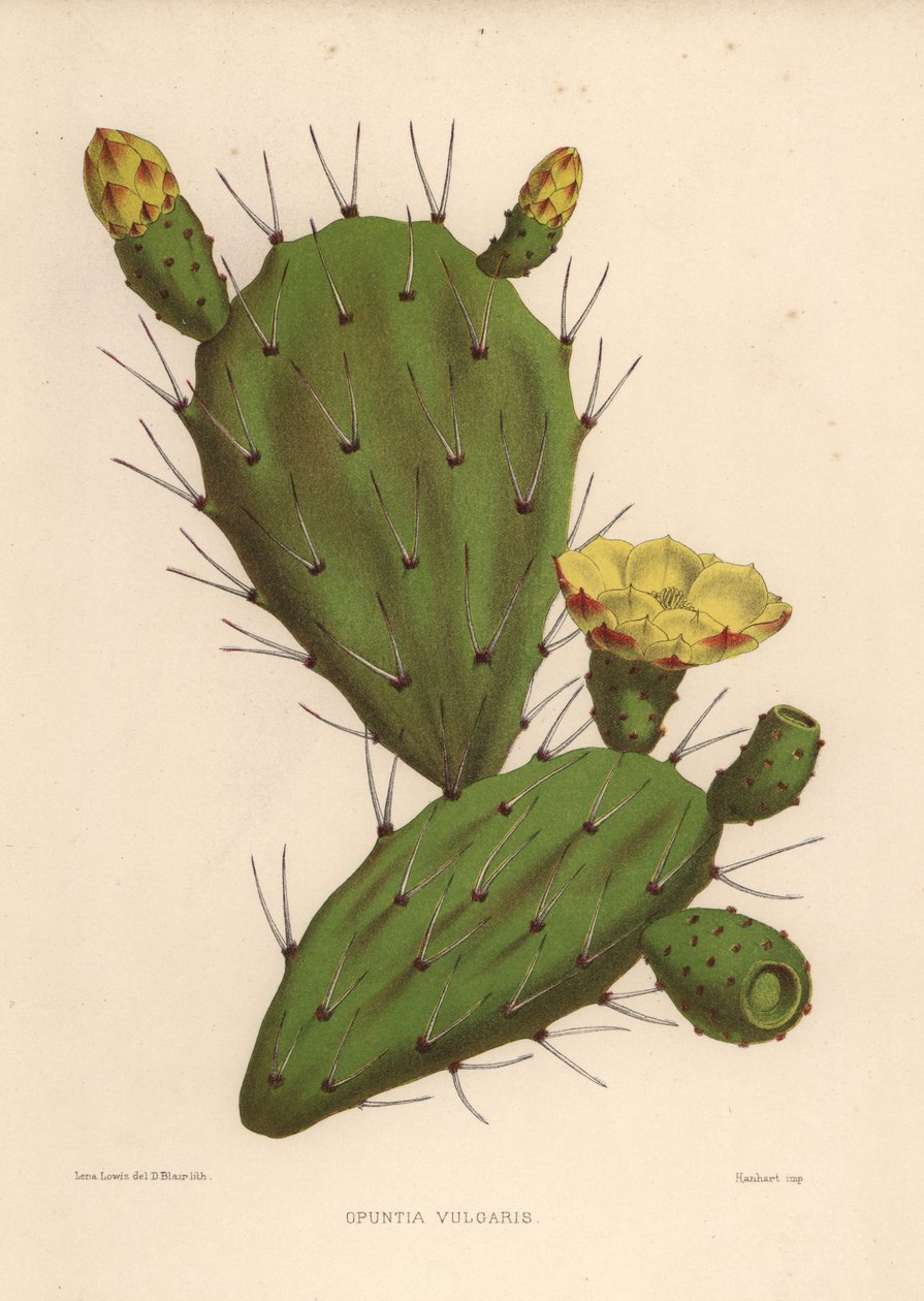 东方仙人掌，仙人掌（Opuntia vulgaris） 作者 不明
