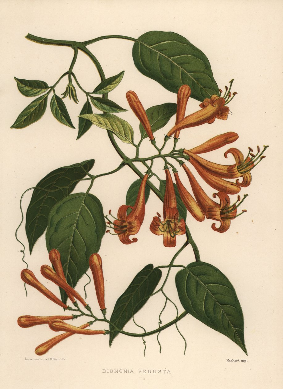 Flamevine或橙色trumpetvine Pyrostegia venusta（Bignonia venusta） 作者 不明