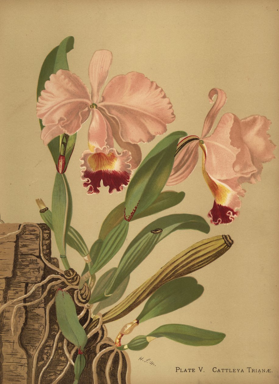 Flor de Mayo或圣诞节兰花，Cattleya trianae 作者 不明
