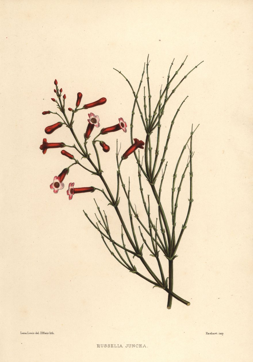 喷泉或鞭炮植物，Russelia equisetiformis（Russelia juncea） 作者 不明