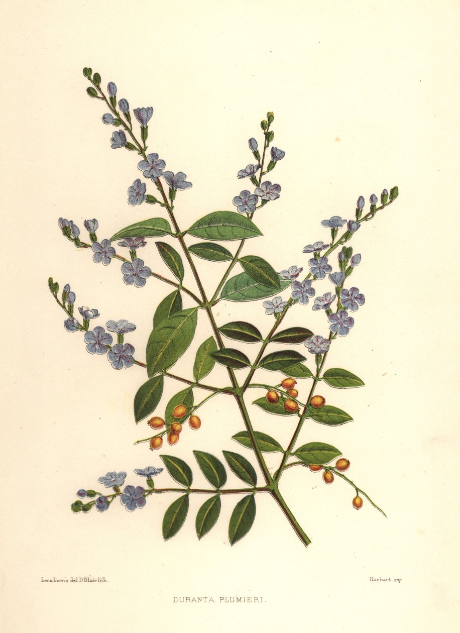 金色露珠，鸽子浆果或天空，Duranta erecta（Duranta plumieri） 作者 不明