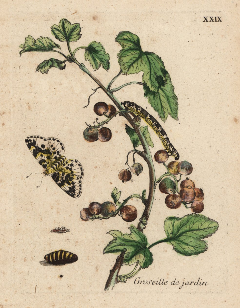 醋栗植物，groseille de jardin，与蛾，毛虫和蛹的醋栗uva-crispa，板材XXIX 作者 不明