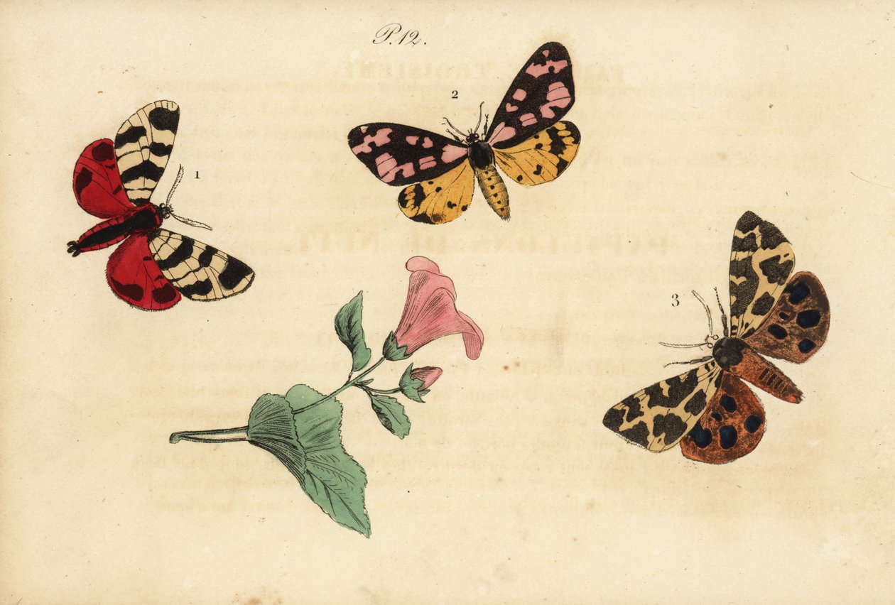 Hebe虎蛾，Arctia festiva 1，奶油斑虎，Epicallia villica 2和花园虎蛾，Arctia caja 3. Ecaille hebe，Ecaille fermiere，Ecaille martre 作者 不明