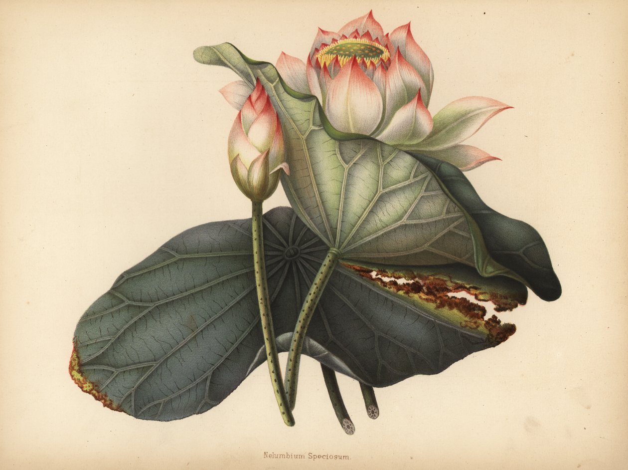 印度莲，Nelumbo nucifera（Nelumbium speciosum） 作者 不明